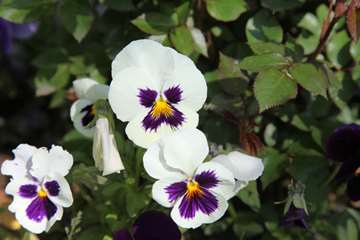 بهار دانشگاه 1399